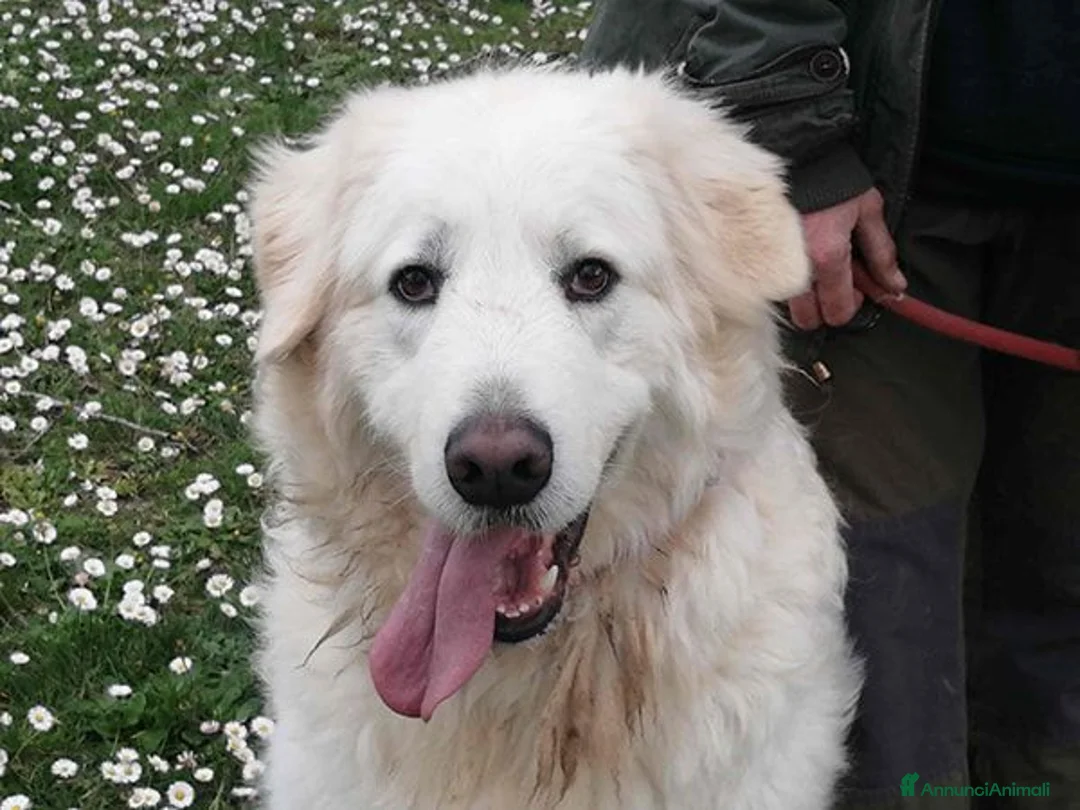 Meticcio cani in regalo: IL BELLISSIMO BYRON CERCA LA SUA FAMIGLIA - Annuncio 1
