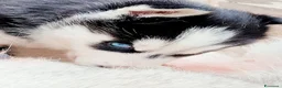 Husky cani in vendita: Siberian Husky  - Annuncio 1