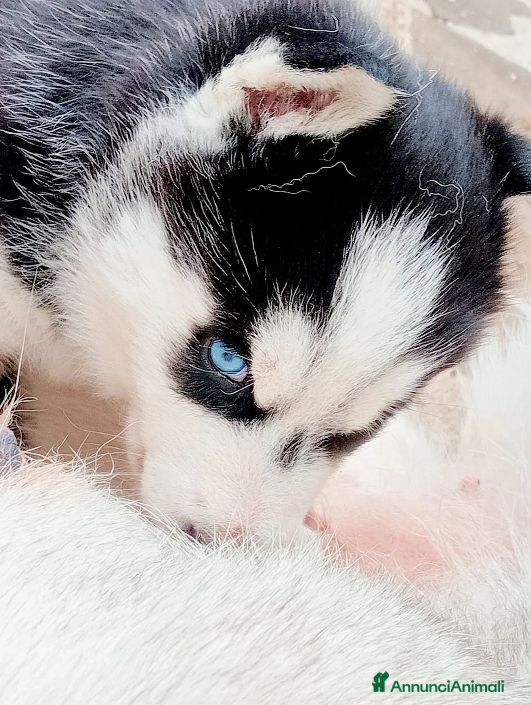 Husky cani in vendita: Siberian Husky  - Annuncio 1