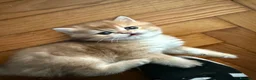British gatti in vendita: British Golden  - Annuncio 3