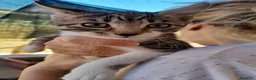 Europeo gatti in regalo: Adozione di coppia - Annuncio 2