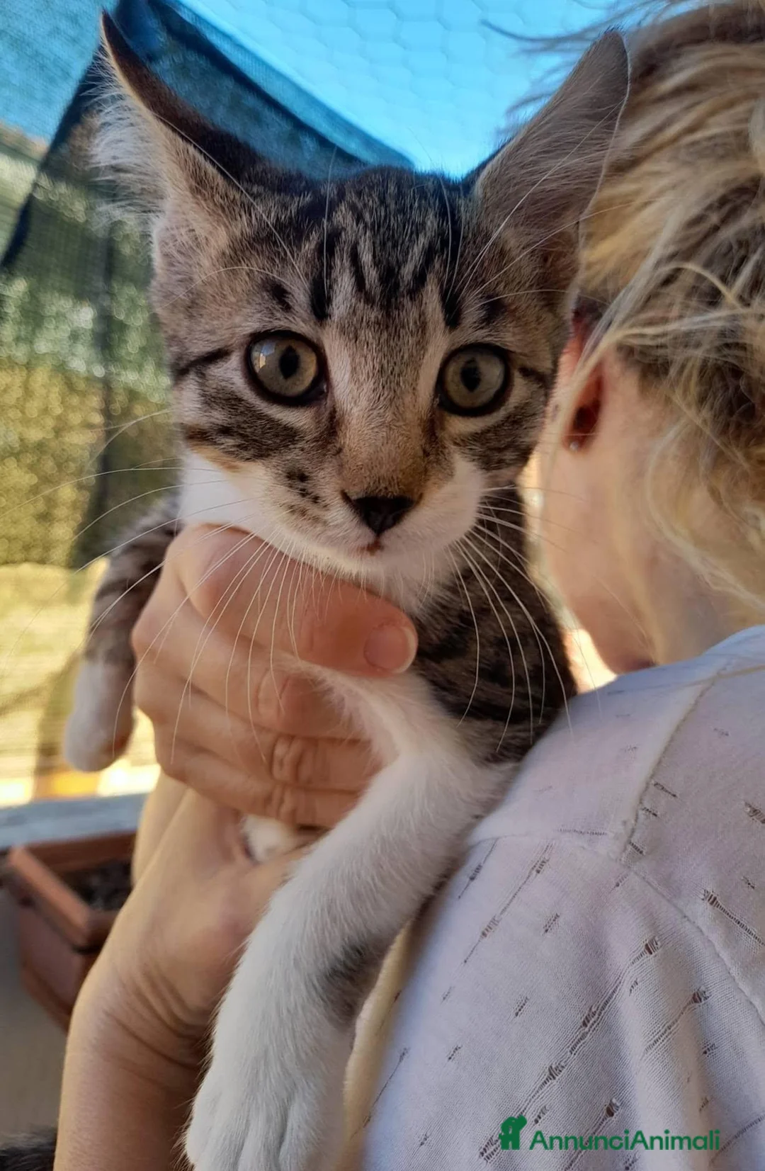 Europeo gatti in regalo: Adozione di coppia - Annuncio 2