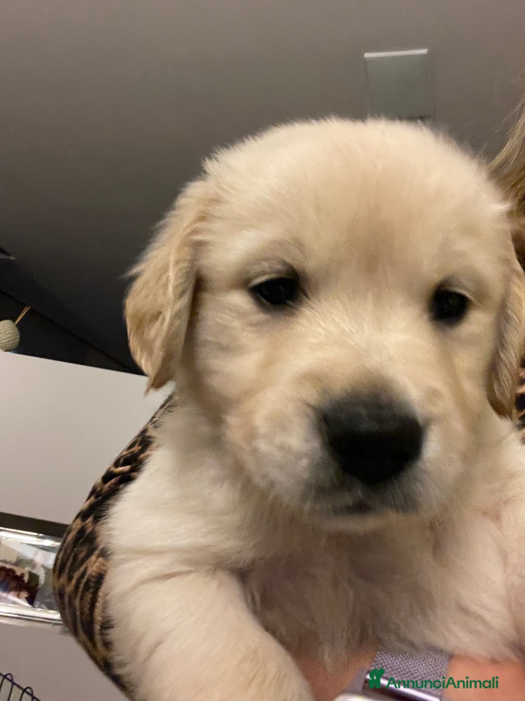 Golden Retriever cani in vendita: Bellissimi cuccioli di Golden Retriver  - Annuncio 3