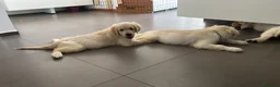 Golden Retriever cani in vendita: Cuccioli di Golden Retrivier  - Annuncio 2
