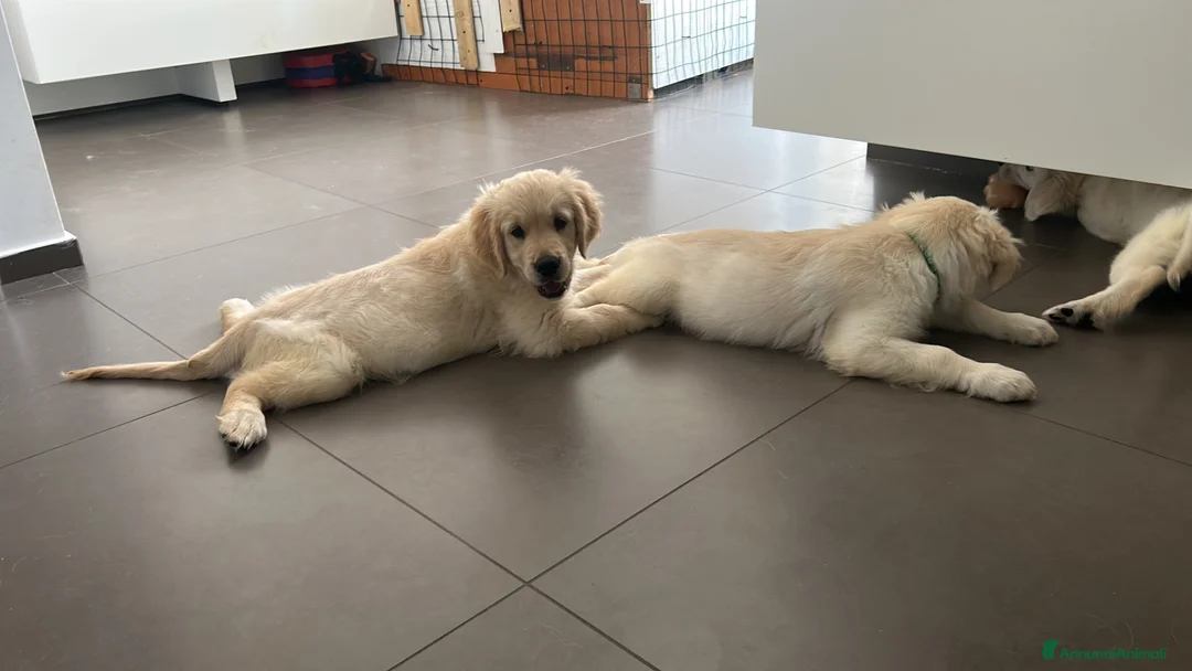 Golden Retriever cani in vendita: Cuccioli di Golden Retrivier  - Annuncio 2