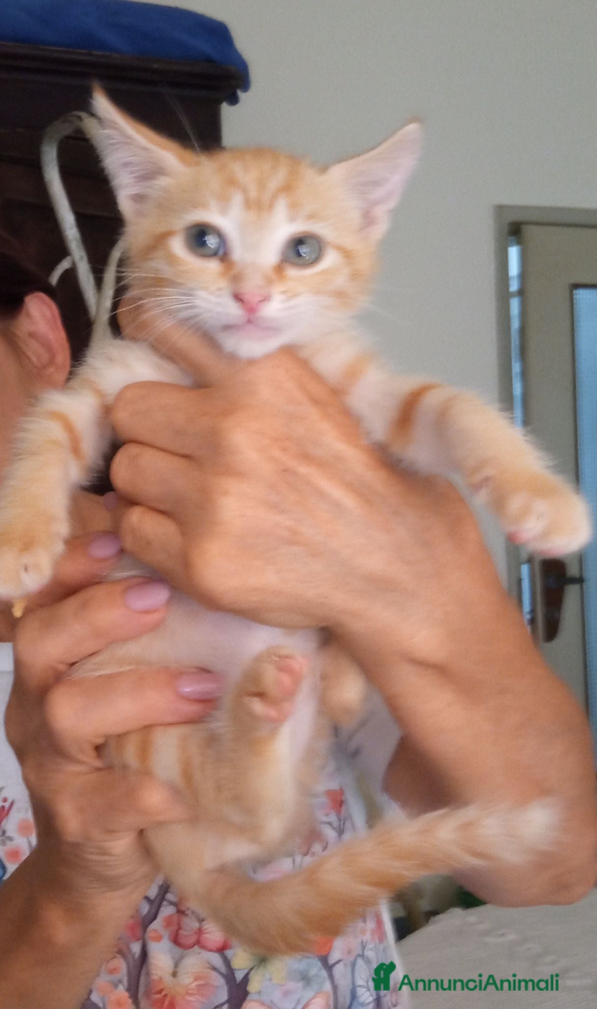 Europeo gatti Gattini Rossi in cerca di casa - Annuncio 2