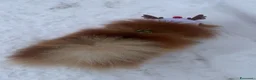 Volpino Pomerania cani per accoppiamento: MONTA a Provincia di Monza e della Brianza - Annuncio 3