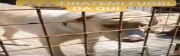 Meticcio cani in regalo: 2anni occhi ambra tg grande era liberoSOS CAMPANIA - Annuncio 3