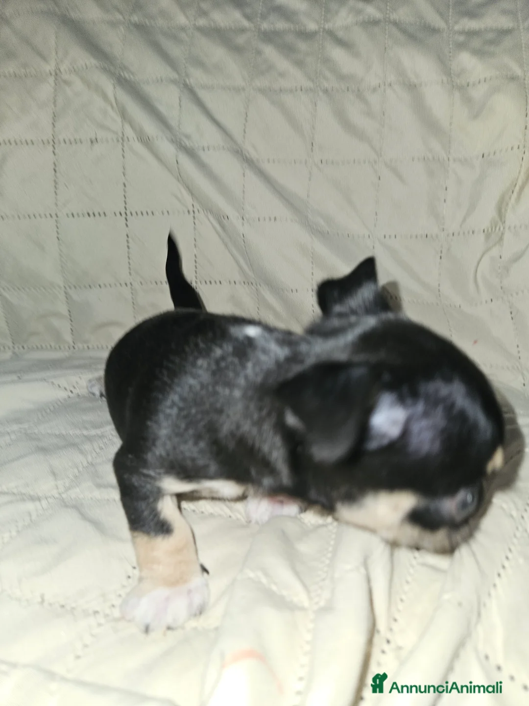 Chihuahua cani in vendita: Chihuahua nana femmina - Annuncio 12