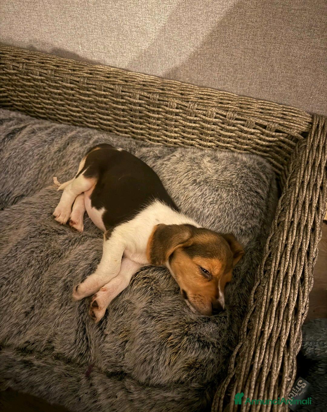 Beagle cani in vendita: Cuccioli di Beagle cercano umani per sempre! a Città metropolitana di Roma Capitale - Annuncio 6