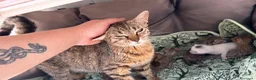 Meticcio gatti in vendita: Gattini Millefiori mix Bengal  - Annuncio 15