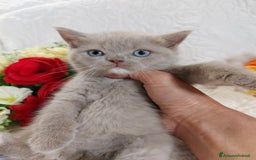 Scottish gatti in vendita: Scottish Straight bellezza rara  a Città Metropolitana di Torino - Immagine 5