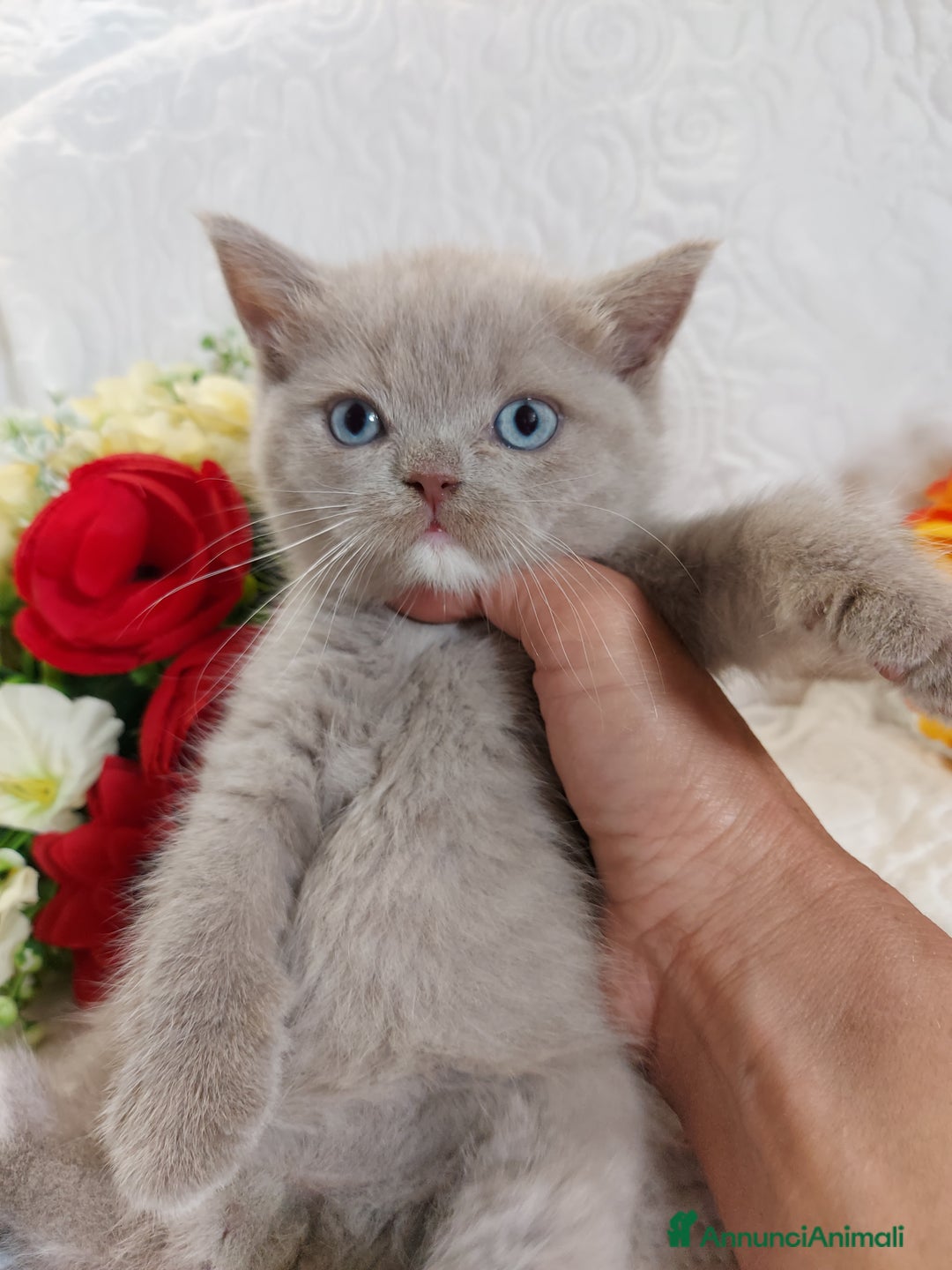 Scottish gatti in vendita: Scottish Straight bellezza rara  a Città Metropolitana di Torino - Immagine 5