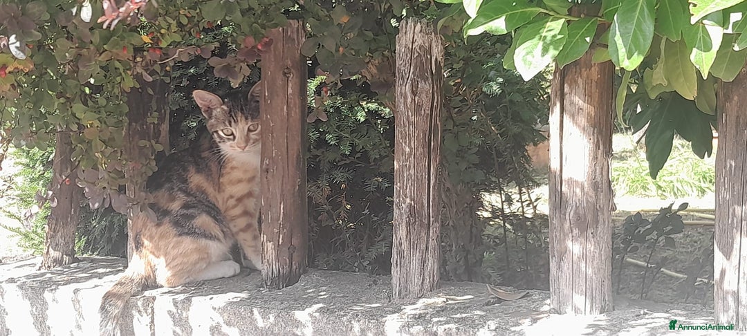 Meticcio gatti in regalo: BENEVENTO GATTINE CERCANO CASA - Annuncio 2