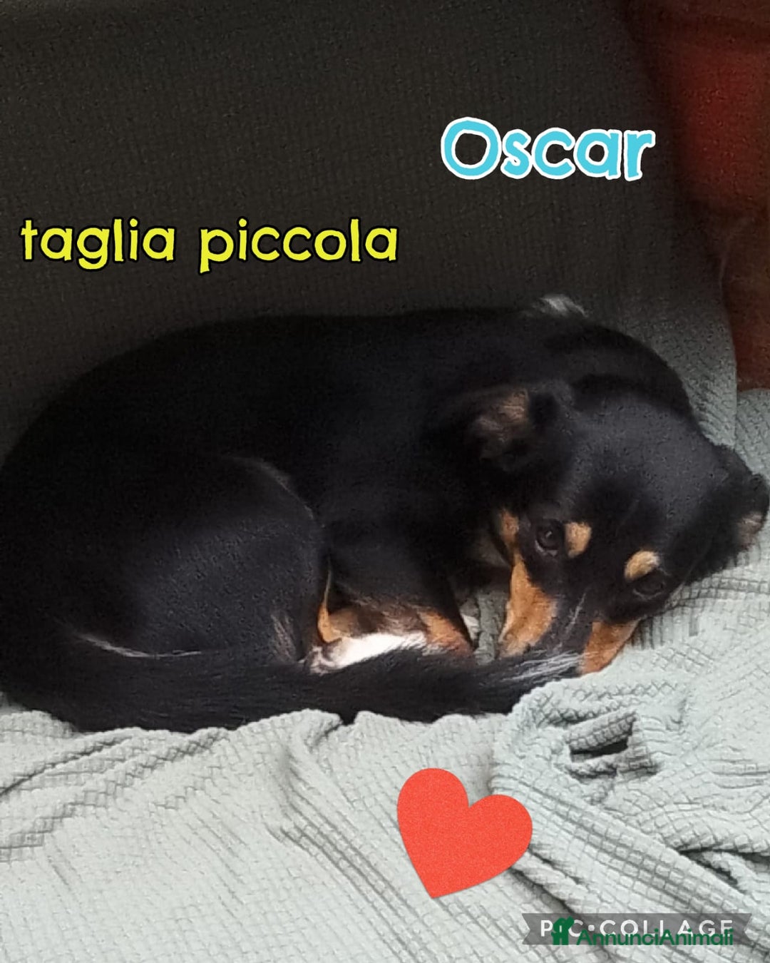Meticcio cani in regalo: OSCAR 💙 - taglia medio piccola cerca casa!!! 😍 - Annuncio 10