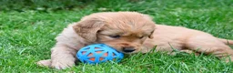 Golden Retriever cani in vendita: Allevamento professionale  cucciolata inglese - Annuncio 26