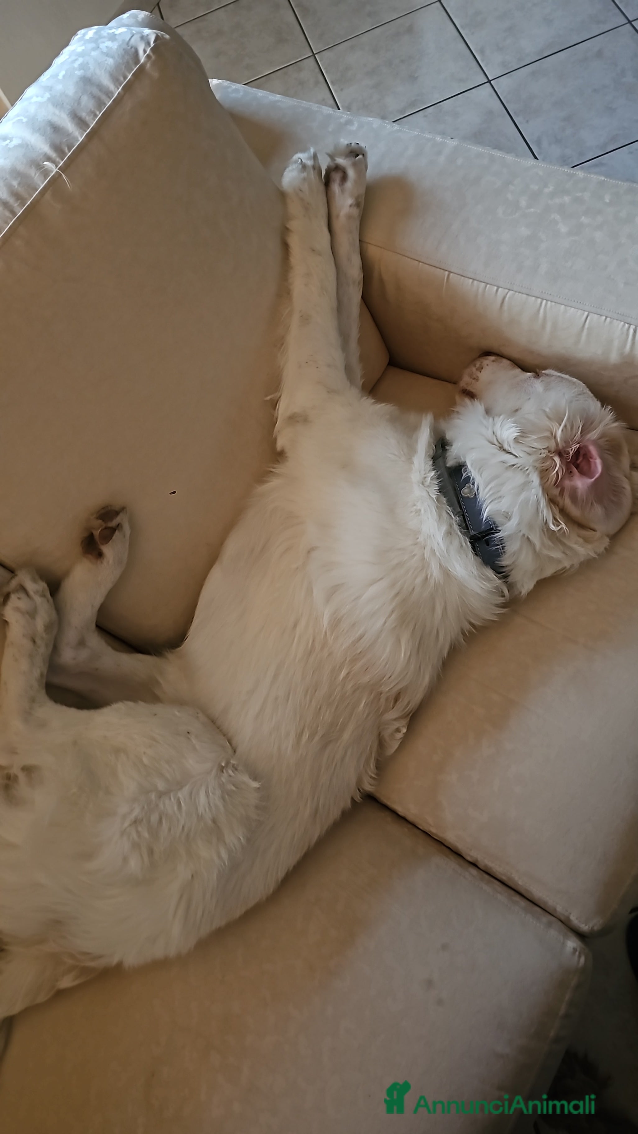 Meticcio cani Meticcio pastore/altro 7 mesi - Annuncio 31