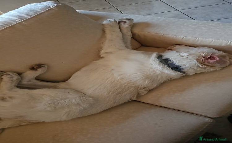 Meticcio cani - Annuncio 13