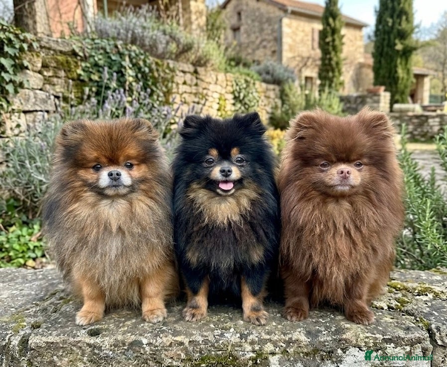 Volpino Pomerania cani Giovani adulti Pomerania (Spitz Nano) - Annuncio 1