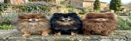 Volpino Pomerania cani in vendita: Giovani adulti Pomerania (Spitz Nano) a Provincia di Pordenone - Annuncio 1
