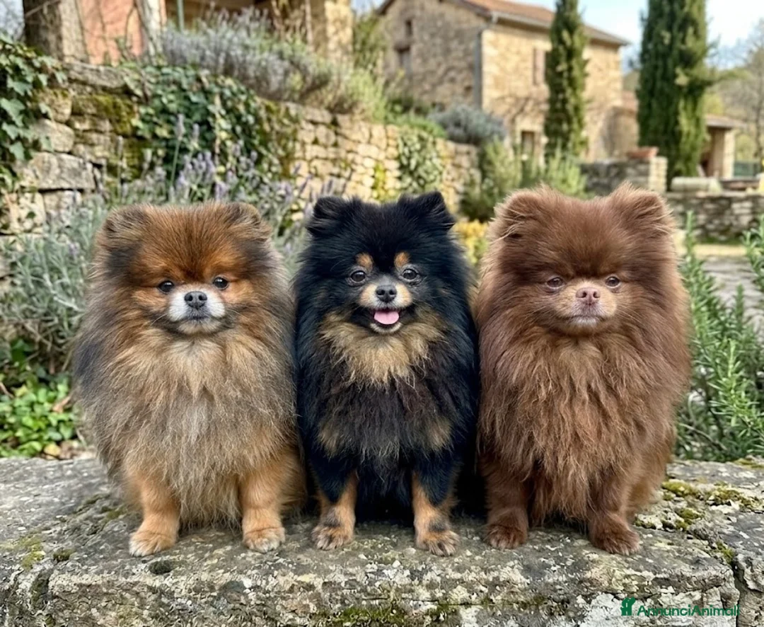Volpino Pomerania cani in vendita: Giovani adulti Pomerania (Spitz Nano) a Provincia di Pordenone - Annuncio 1