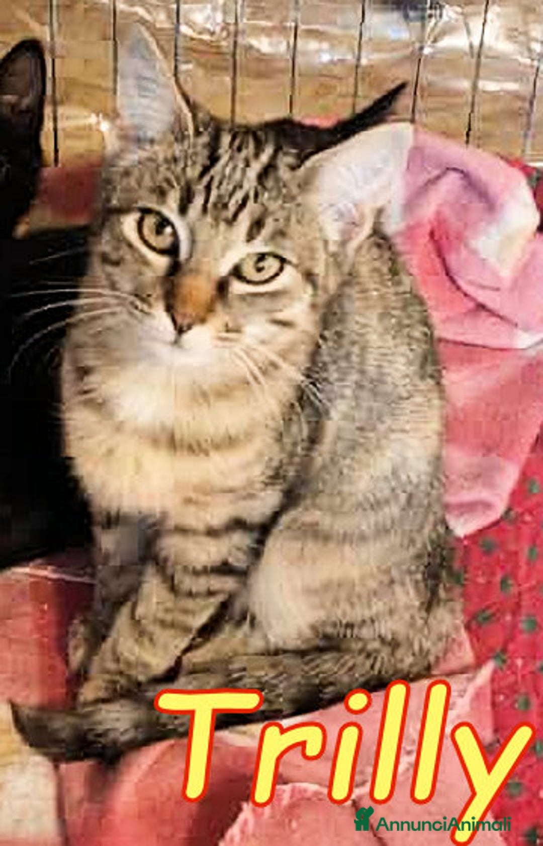 Europeo gatti in regalo: Trilli dolce Trilli - Annuncio 1