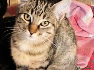 Europeo gatti Trilli dolce Trilli - Annuncio 5