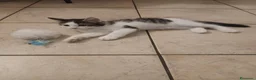 Meticcio gatti in regalo: Cerco casa  - Annuncio 1