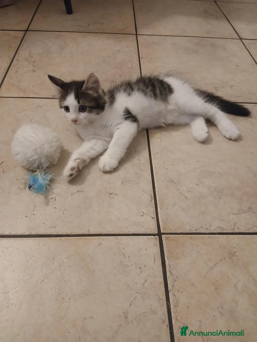 Meticcio gatti in regalo: Cerco casa  - Annuncio 1