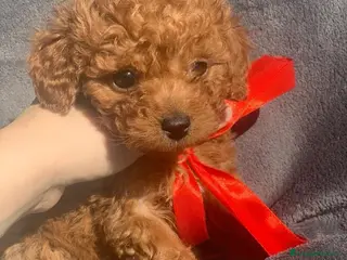 Barboncino Toy cani Cuccioli di razza Barboncino Toy - Annuncio 2