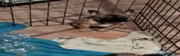 Bulldog Francese cani in vendita: Ultima cucciola di Bulldog francese cream - Annuncio 10