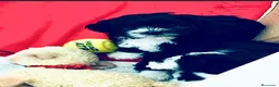 Meticcio cani per accoppiamento: Dylan  - Annuncio 6