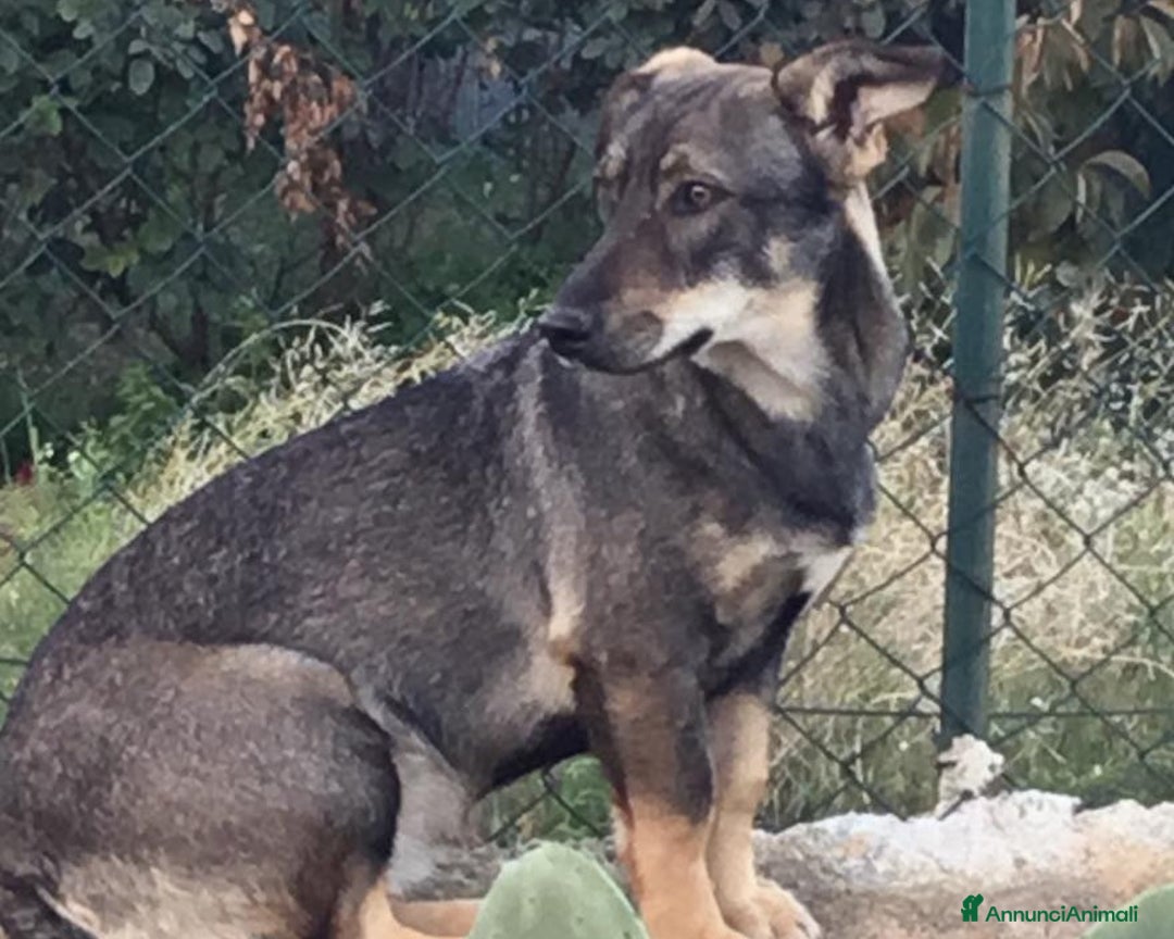 Meticcio cani in regalo: CERCANO UNA FAMIGLIA!   a Milano - Annuncio 2