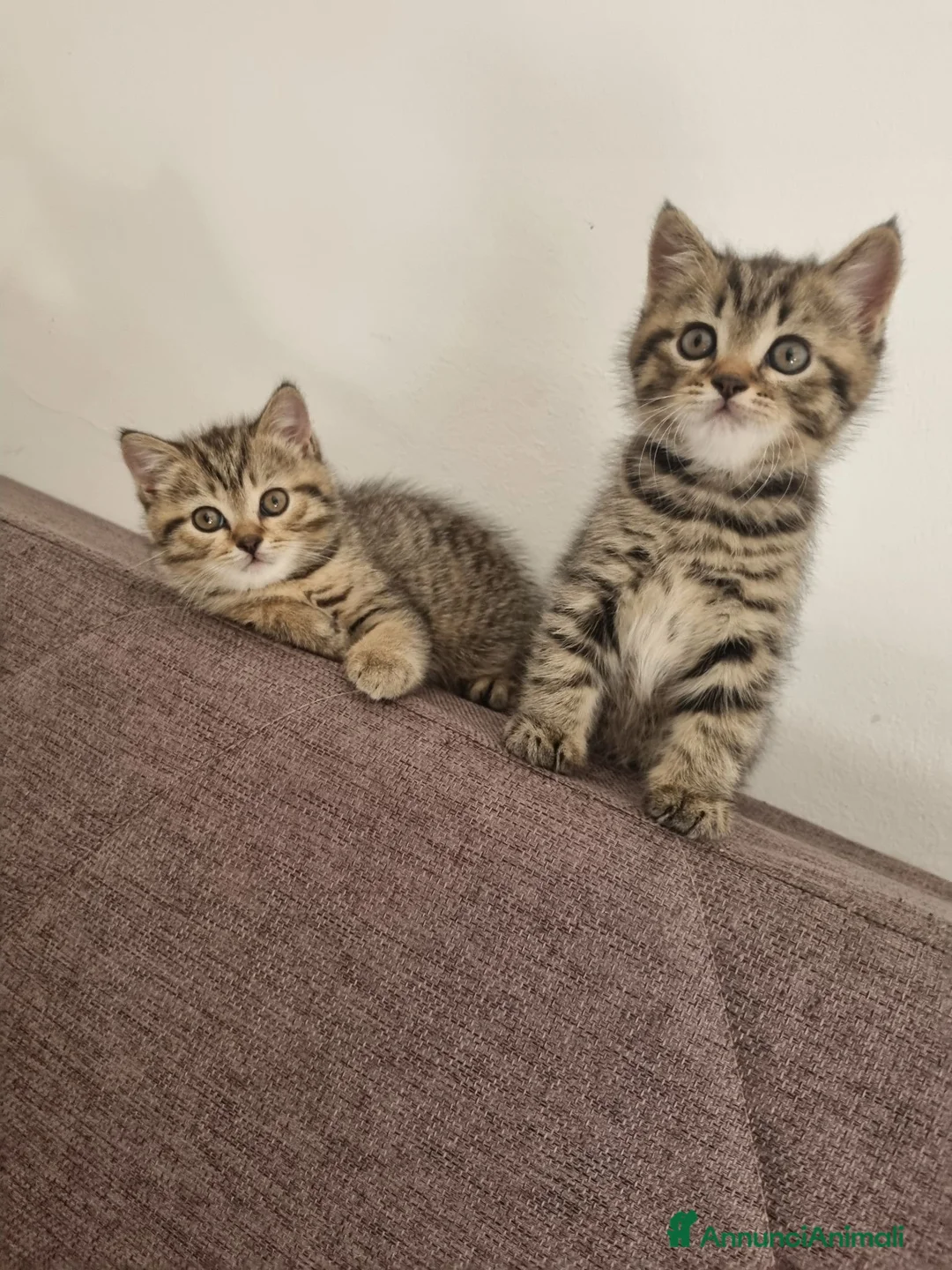 British gatti in vendita: British shorthair  - Annuncio 2