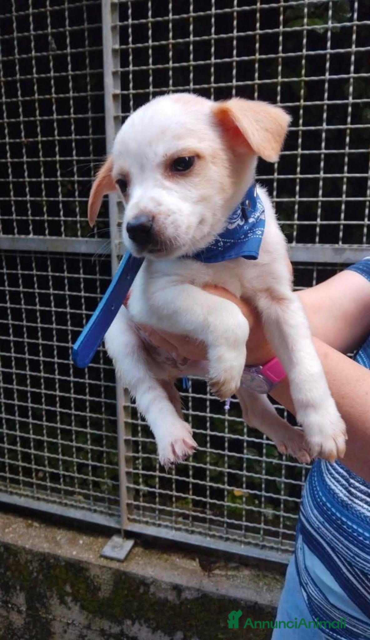 Meticcio cani Cuccioli taglia piccola cercano casa - Annuncio 2