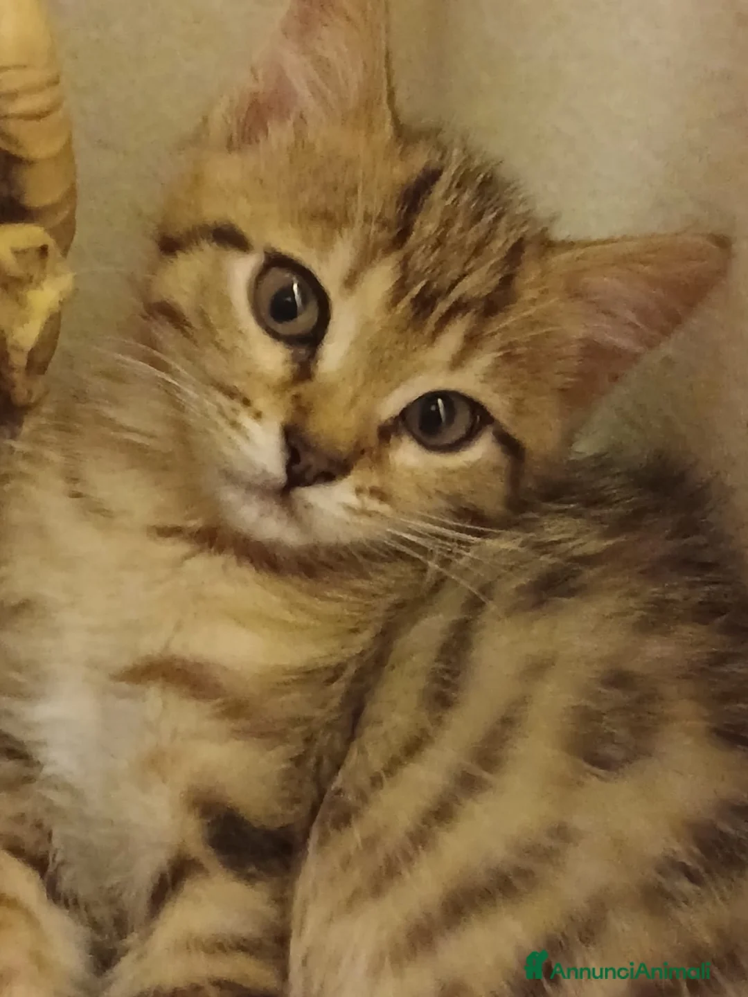 Altre razze gatti in vendita: Gattina Pixie bob  - Annuncio 6