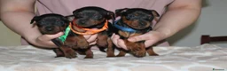 Pinscher Miniatura cani in vendita: Pinscher nano  - Annuncio 6