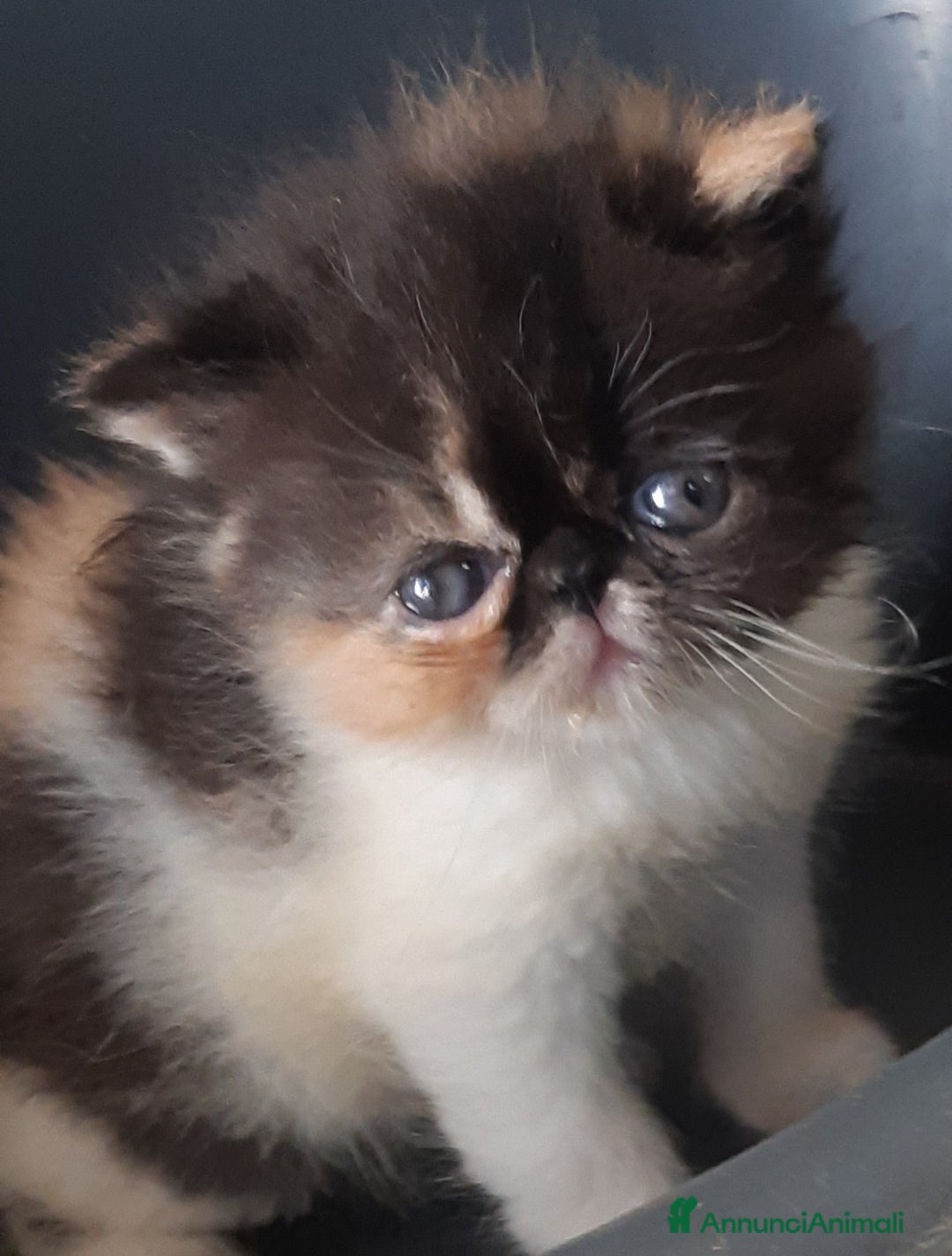Exotic Shorthair gatti in vendita: Cucciola esotica molto bella a Provincia di Pisa - Immagine 4
