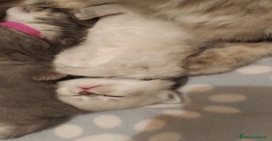 Siberiano gatti - Annuncio 1