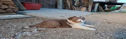 Australian Shepherd cani in vendita: Cucciole Australian shepherd - Annuncio 6