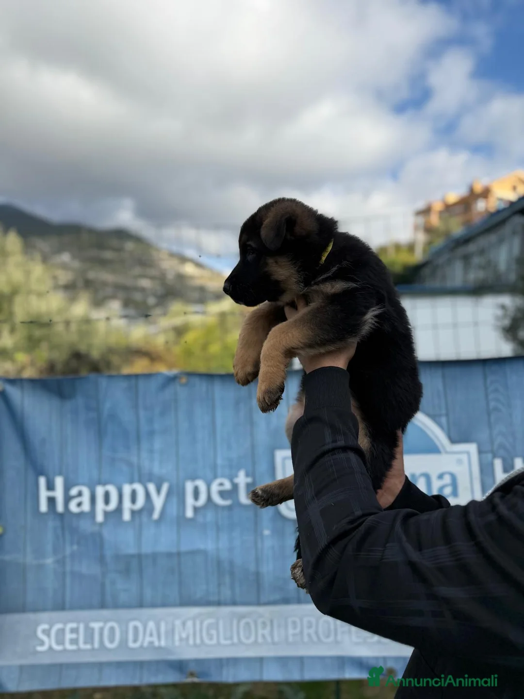 Pastore Tedesco cani in vendita: Cuccioli di pastore tedesco  - Annuncio 3