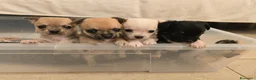 Chihuahua cani in vendita: Cuccioli chihuahua  - Annuncio 6