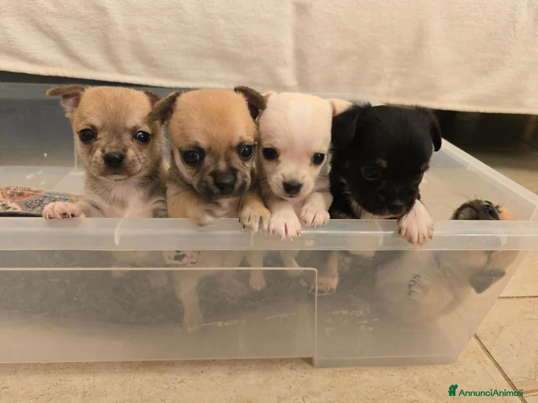 Chihuahua cani in vendita: Cuccioli chihuahua  - Annuncio 6
