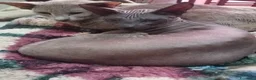 Sphynx gatti in vendita: Don Spynx Blu - Annuncio 2