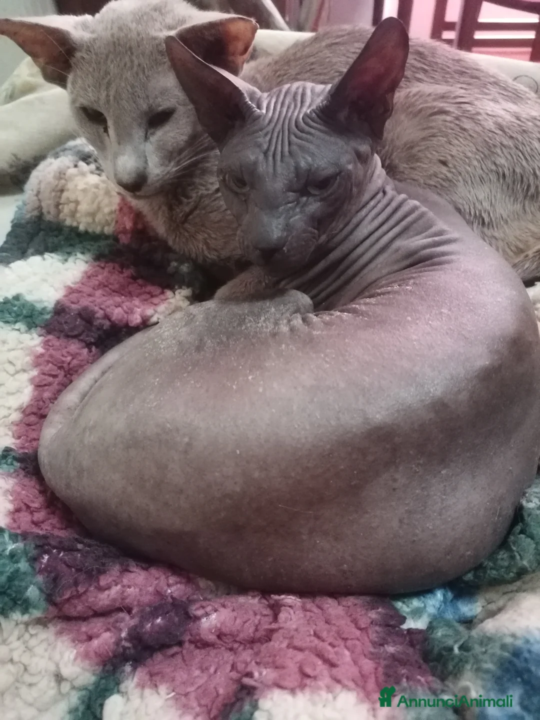 Sphynx gatti in vendita: Don Spynx Blu - Annuncio 2