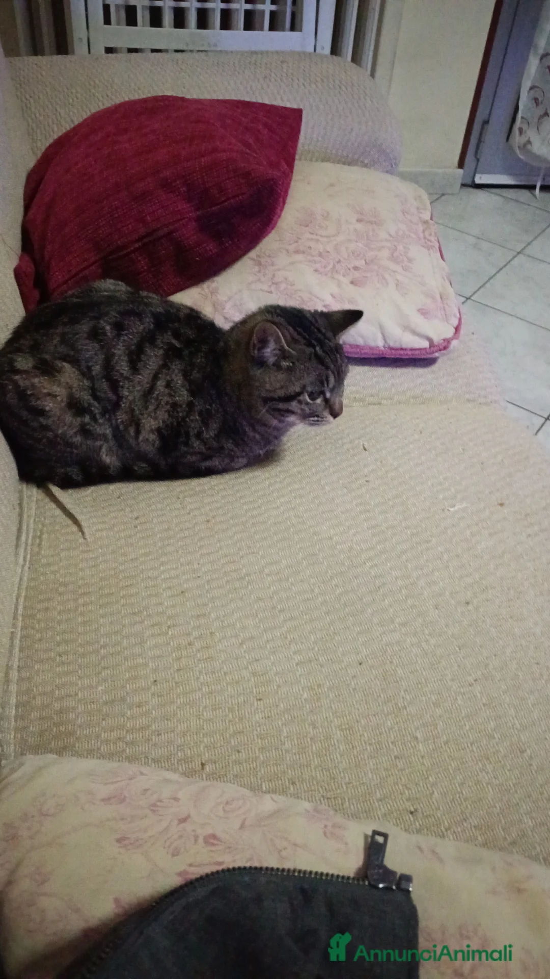 Altre razze gatti in regalo: Regalo gattina  a Provincia di Parma - Annuncio 2