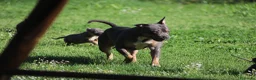 Pitbull cani in vendita: Cuccioli Pit Bull con Pedigree anche a rate  - Annuncio 4