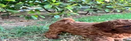Barboncino Toy cani in vendita: Barboncino Toy Red - Annuncio 7