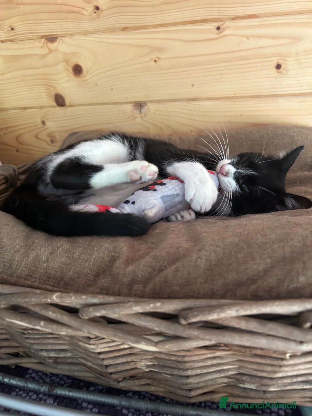 Europeo gatti in regalo: Felix tenerissimo micino bianco e nero a Milano a Città metropolitana di Milano - Annuncio 2