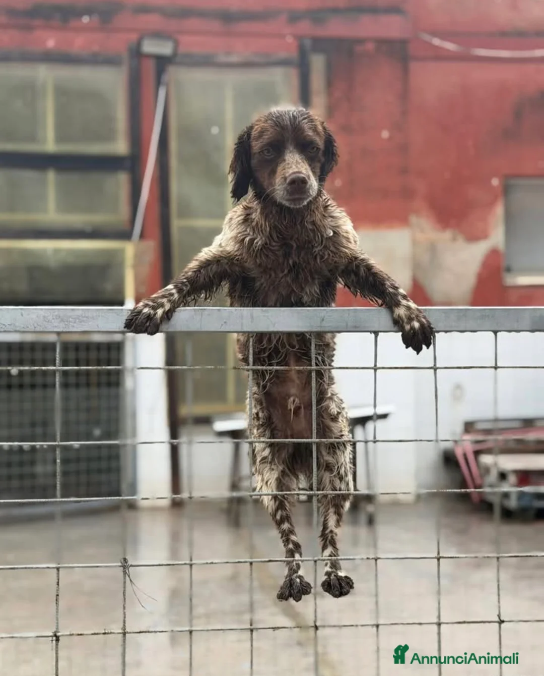 Breton cani in regalo: Breton , maschio . Taglia piccola . - Annuncio 2